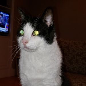 Meet your Posher, Arj